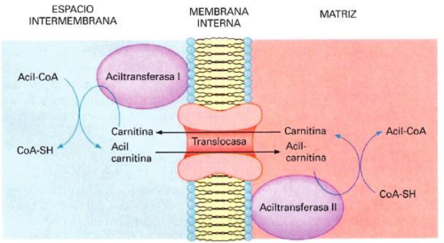 l-carnitina-para-perder-grasa